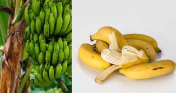 Zašto je dobro jesti banane? Jesu li zelene banane dobre ili loše? banane