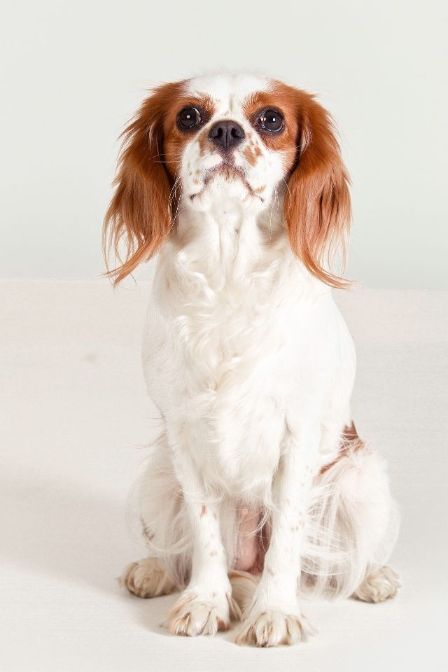 Cavalier King Charles spanijel pas