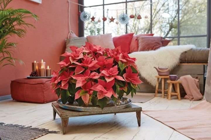 ruzicaste bozicne zvijezde