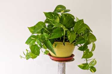 Zlatni puzavac, biljke za spavaću sobu