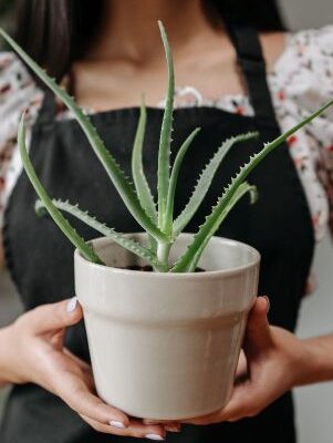 aloe vera