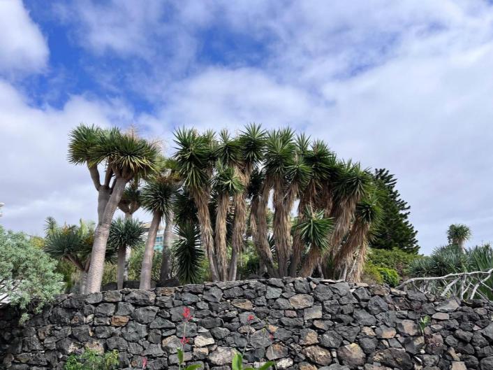 divovska stabla juke na otoku Madeira