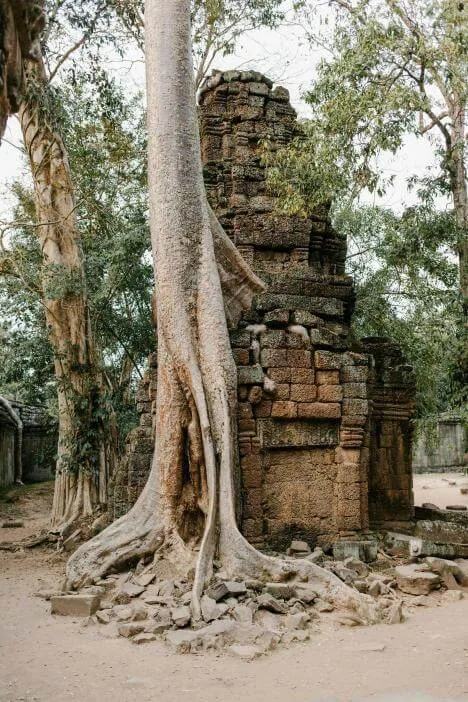 Ta Prohm, Kambodza 1