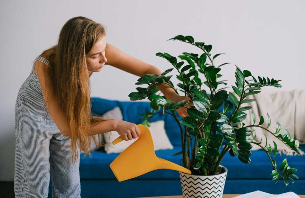 Žena pažljivo zalijeva sobnu biljku zamija (Zamioculcas zamiifolia) kako bi potaknula rijedak zamija cvijet.