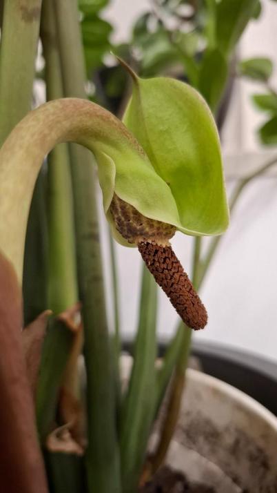 Kasnija faza cvatnje: potpuno razvijen tamnosmeđi zamija cvijet (spadix) s karakterističnim zelenim omotačem.