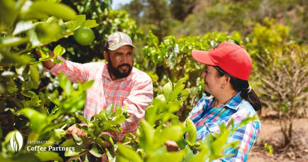 Dvoje farmera, partnera inicijative International Coffee Partners, pregledavaju stabla kave s plodovima, u pratnji ICP logotipa.