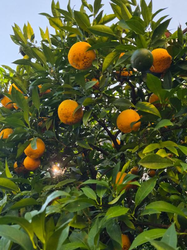 Zreli citrusi na stablu s zelenim lišćem i sunčevom svjetlošću koja prolazi kroz grane u Limone sul Garda.