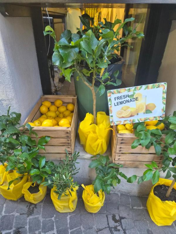 Drvene gajbe pune svježih limuna, sadnice agruma u žutim omotima i natpis Fresh Lemonade ispred trgovine u Limone sul Garda.