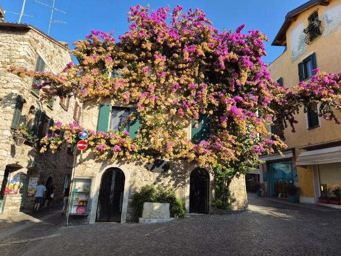 Kamena kuća u Sirmione jezero Garda potpuno prekrivena bujnom ljubičastom i žutom bugenvilijom na sunčan dan.